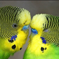 Волнистые попугаи - питомец для дома