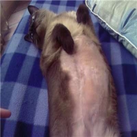 Режим похудения для ожиревшей кошки