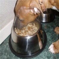 Как правильно кормить собаку