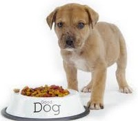 Чем запрещено кормить собаку?