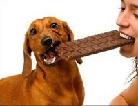 Собака и шоколад