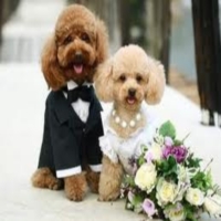 Домашние животные на свадьбе