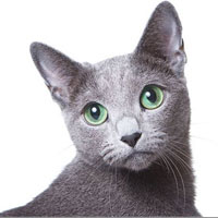 Описание породы русская голубая кошка 